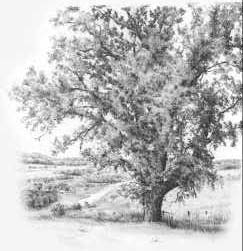how to draw a tree step by step for beginners