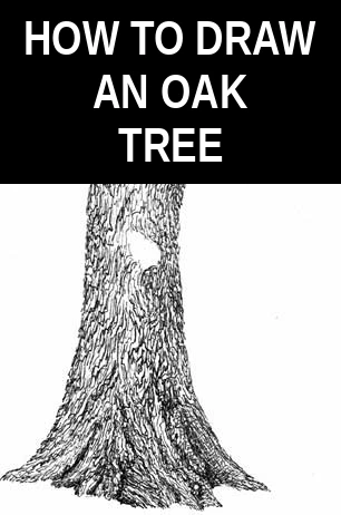 How to draw an oak tree
