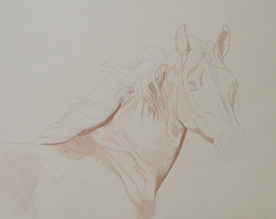 lewis-carrie-palomino-filly-06