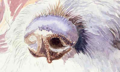 sketch-nose1
