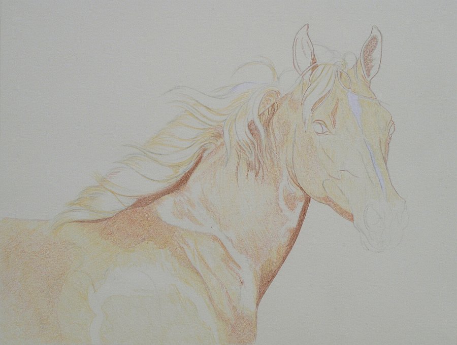 Varsha Arts - Tought this horse portrait in my regular online classes to  8,9,10th grader student. Learn few tecniques that are key to creating  realistic work in coloured pencil. The first is